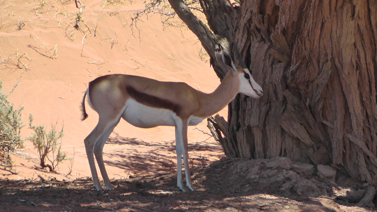 Springbock